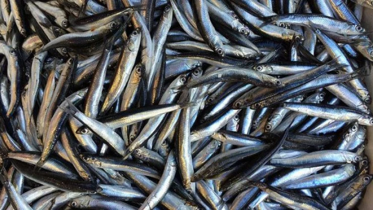 Tezgahlarda hamsi bereketi