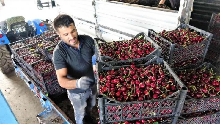 Tokat'ta ihraçlık kirazda yüzde 100 rekolte artışı