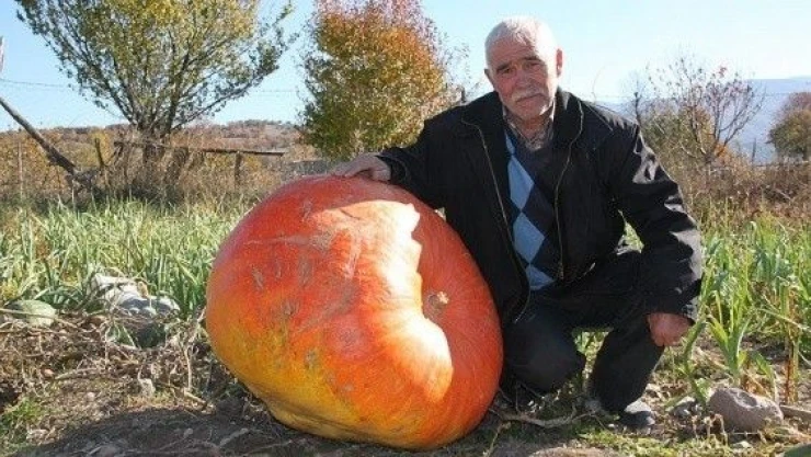 Tokat'ta 96 kilogramlık kabak görenleri şaşırtıyor