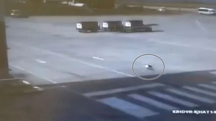 Trabzon Havalimanı'nda kedi yakalama operasyonu