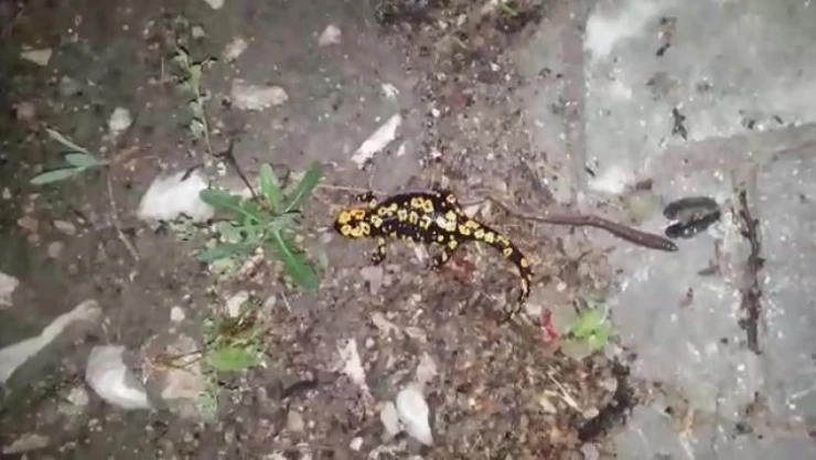 Tunceli'de benekli semender görüntülendi