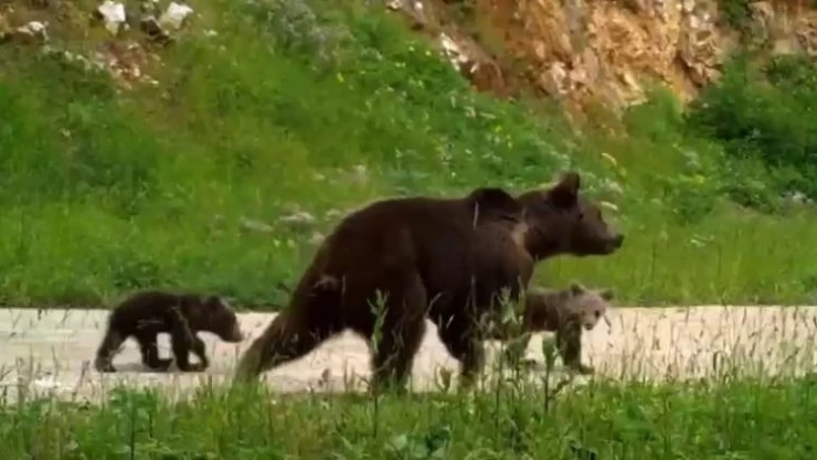 Uludağ'da yaban hayatı