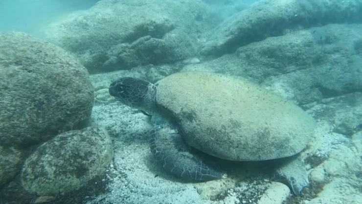 Ünlü profesörden ısıran caretta carettaler için 'Elle beslemeyin' uyarısı