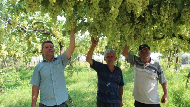 Üzüm üreticilerinde Ortadoğu pazarı sevinci