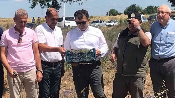 Uzunköprü'de ilk lavanta hasadı yapıldı