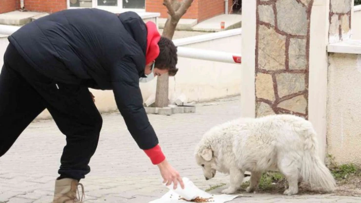 Sokak hayvanlarının mama kaplarını çaldılar