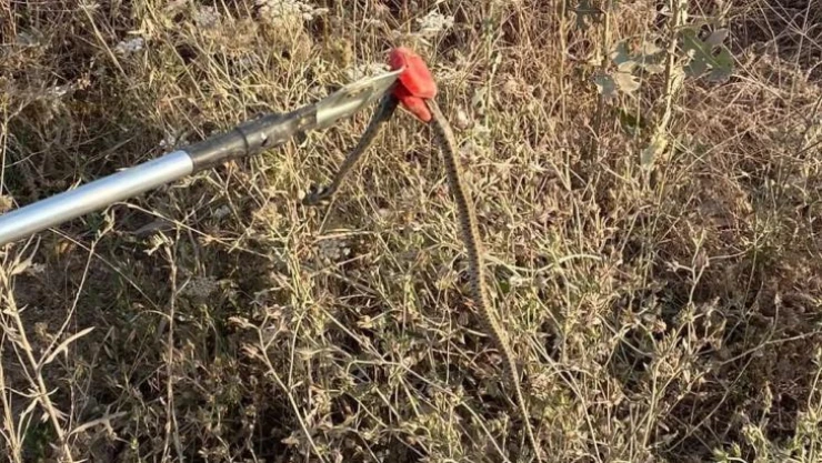 Yalova'da marketin rafından yılan çıktı