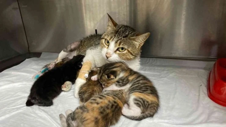 Yeni doğum yapan kedinin ayağına tuğla düştü, yavrularıyla birlikte ameliyata alındı