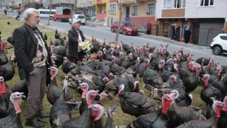 Yılbaşı hindilerinin fiyatı belli oldu