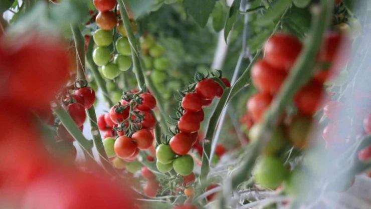 Yılda 1250 ton domates üretimi hedeflenen merkez dünya piyasasına açılacak