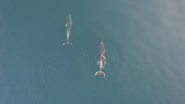 Yunuslar görsel şölen oluşturdu