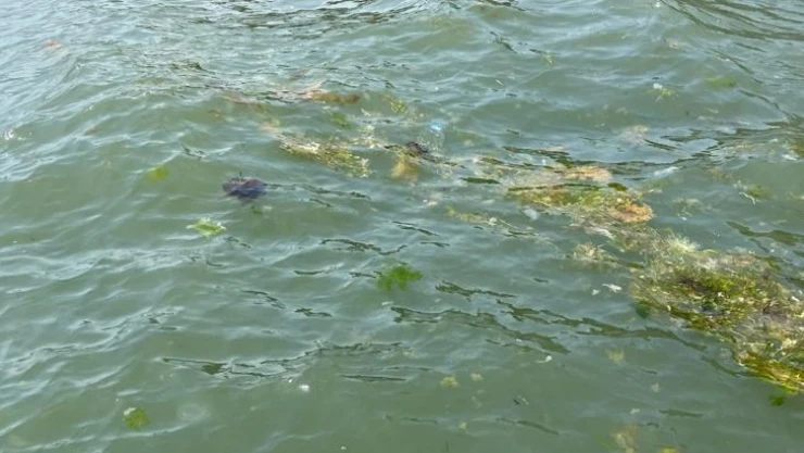 Zehirli denizanaları Gemlik kıyılarında görüldü